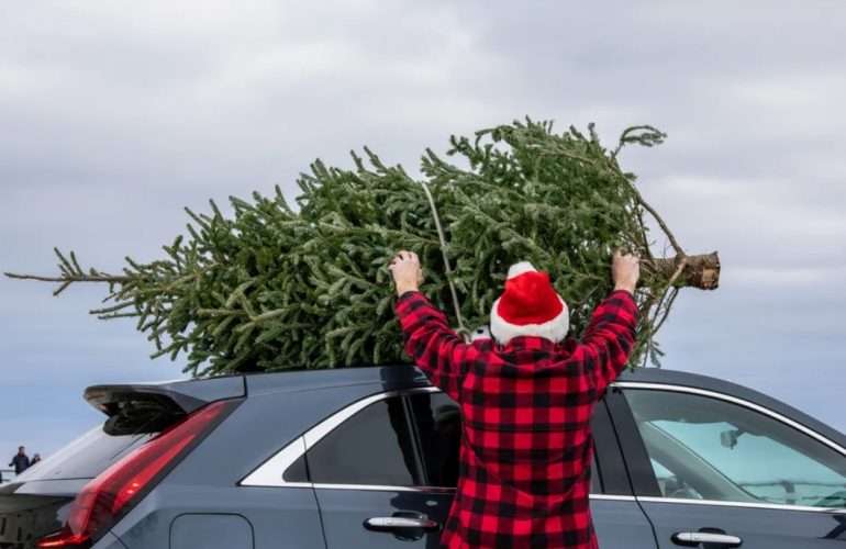 Елка с доставкой: как выбрать и получить новогоднее дерево без хлопот