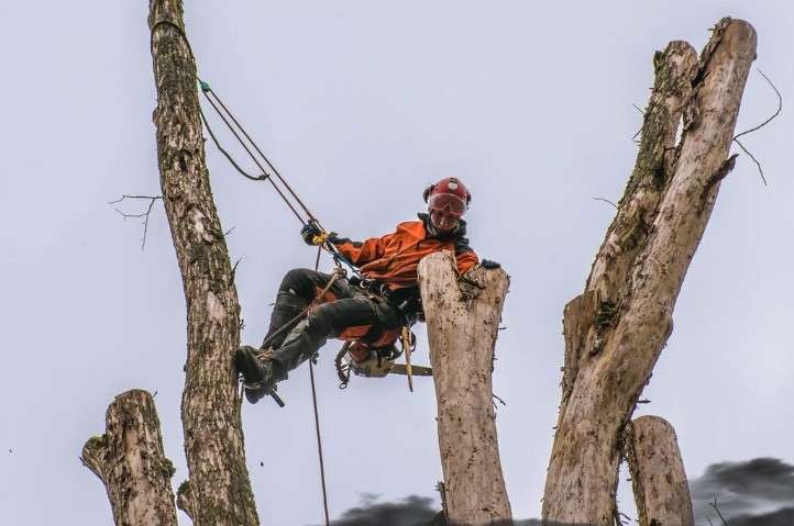 Когда необходимы профессиональные услуги арбористики: основные ситуации