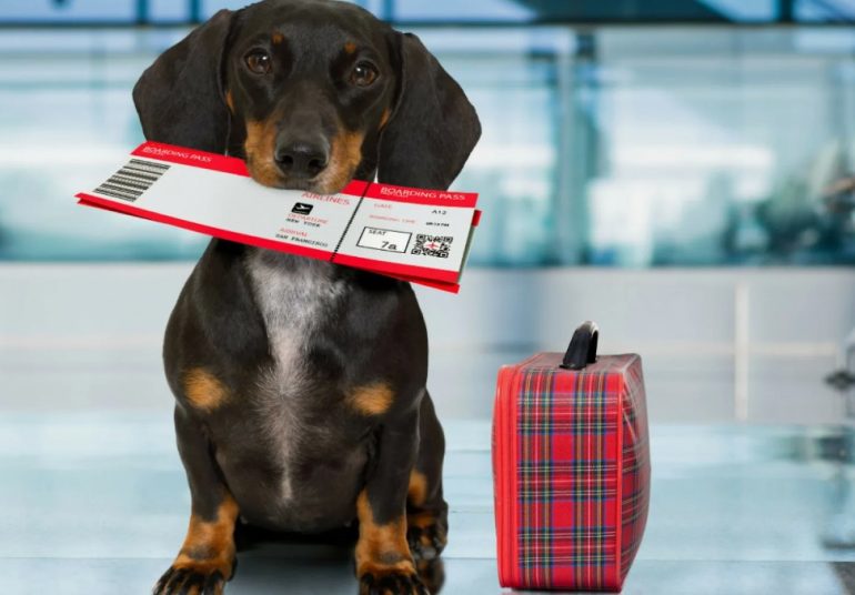 Путешествие с питомцем: правила и советы для pet-friendly отдыха в «25/7 Заневский»